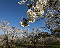 Orchard Blossom 54